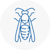 Gosforth Wasp Nest Removal